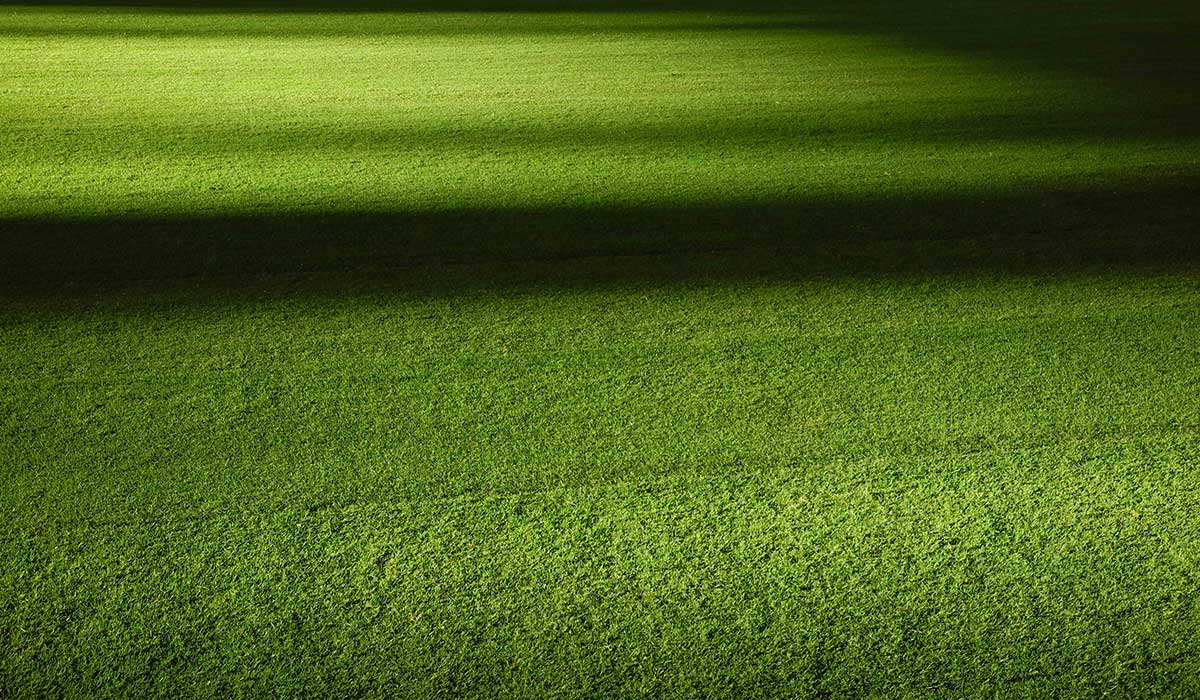 césped híbrido